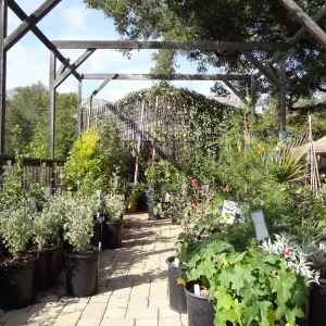 SBBG Spring Plant Sale 2012