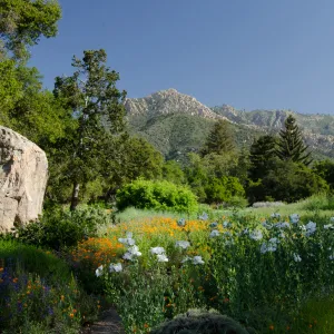 wildflowers in the Meadow, Blaksley Boulder, view to Arlington Peak, SBBG Spring 2012
