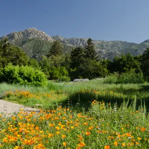 poppies, wildflowers in the Meadow, view to La Cumbre Peak, SBBG Spring 2012