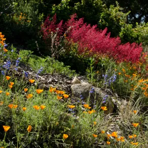 Heuchera, poppies, wildflowers on the parking lot bank, east side of the Meadow, SBBG Spring 2012