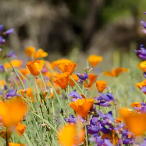 orange and purple, poppies and Penstemon, wildflowers in the Meadow, SBBG Spring 2012