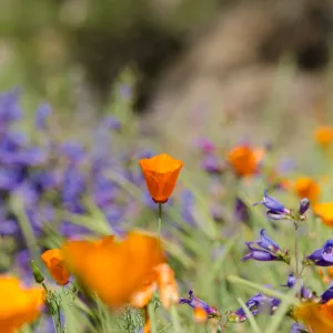 California poppy and Penstemon, orange and purple, wildflowers in the Meadow, SBBG Spring 2012