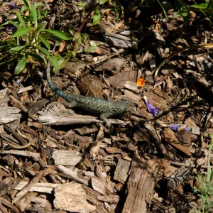 Western fence lizard, blue belly lizard, in the Meadow, SBBG Spring 2012