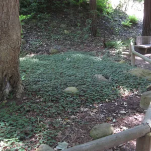 Oxalis oregona understory recovery in Redwood section after installation of new irrigation system