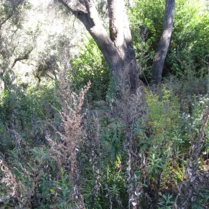 Beds in the vicinity of the picnic area on the Campbell Trail