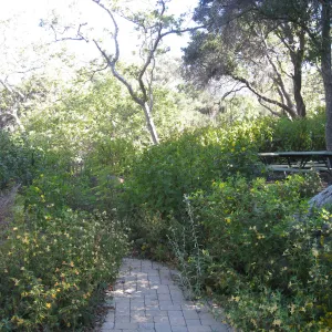 Beds in the vicinity of the picnic area on the Campbell Trail