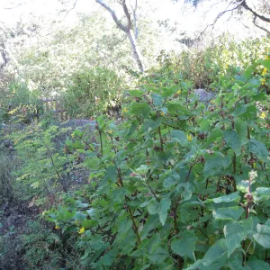 Beds in the vicinity of the picnic area on the Campbell Trail