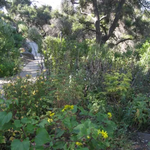 Beds in the vicinity of the picnic area on the Campbell Trail