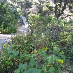 Beds in the vicinity of the picnic area on the Campbell Trail