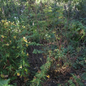 Beds in the vicinity of the picnic area on the Campbell Trail