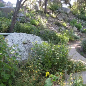 Beds in the vicinity of the picnic area on the Campbell Trail