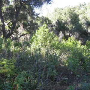 Beds in the vicinity of the picnic area on the Campbell Trail