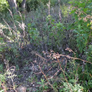 Beds in the vicinity of the picnic area on the Campbell Trail