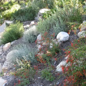 Keckiella cordifolia on Campbell Trail