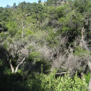 Damage to oak canopy 2 years after Jesusita Fire