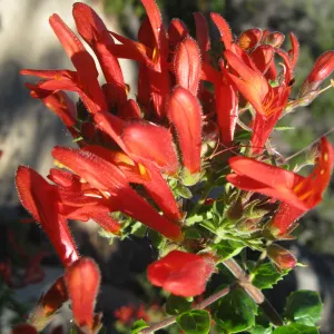 Keckiella cordifolia on Campbell Trail