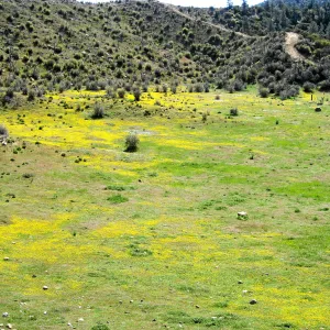Vicinity of Ozena Ranger Station, Hwy 33