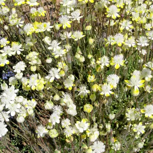 Vicinity of Ozena Ranger Station, Hwy 33. Platystemon Cream Cups