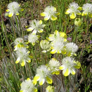 Vicinity of Ozena Ranger Station, Hwy 33. Platystemon Cream Cups