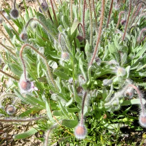 Vicinity of Ozena Ranger Station, Hwy 33. Platystemon Cream Cups