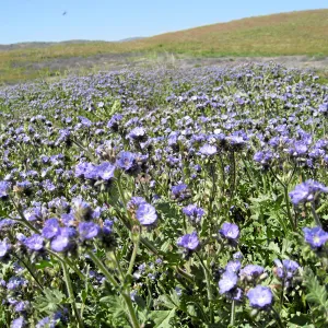 Phacelia, Soda Lake Road, south end of Carrizo Plain