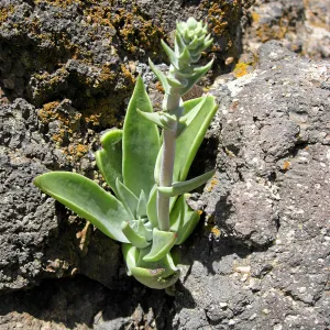 Padrones Canyon, Carrizo Plain. Dudleya cymosa