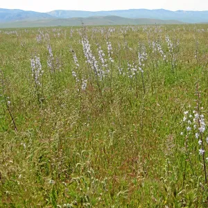 Delphinium, Carrizo Plain