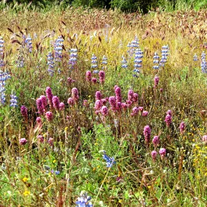 Near jct of Shell Canyon Rd, Hwy 58. Lupines, Owl's clover