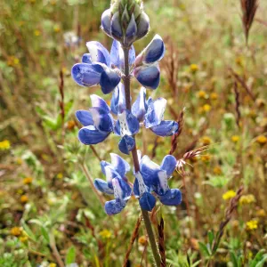Near jct of Shell Canyon Rd, Hwy 58. Lupines