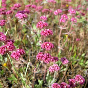 Near jct of Shell Canyon Rd, Hwy 58. Chorizanthe staticoides