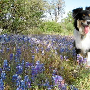 Near jct of Shell Canyon Rd, Hwy 58. Lupines, Phoebe