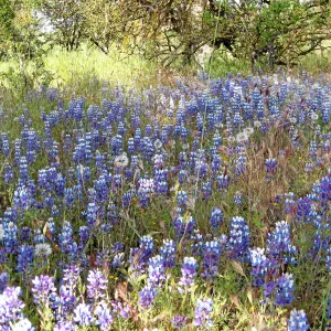 Near jct of Shell Canyon Rd, Hwy 58. Lupines