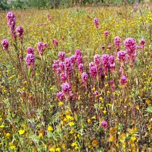 Near jct of Shell Canyon Rd, Hwy 58. Owls Clover