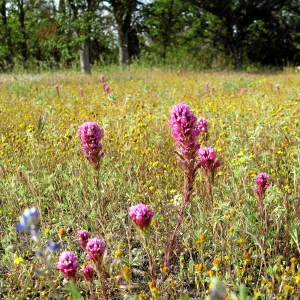 Near jct of Shell Canyon Rd, Hwy 58. Owls Clover