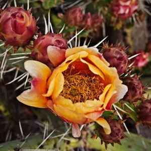 cactus flower and buds, National Public Gardens Day, tour at SBBG