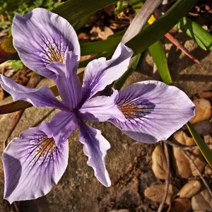 Iris, National Public Gardens Day, tour at SBBG