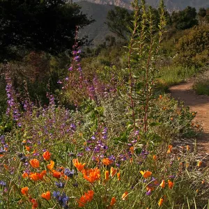 Porter Trail in bloom, National Public Gardens Day, tour at SBBG