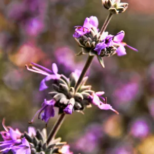 SBBG Wildflowers 2012, ï¿½DeniseDewirePhotography Sage