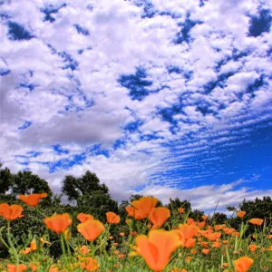 SBBG Wildflowers 2012, ©DeniseDewirePhotography