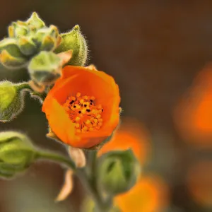 SBBG Wildflowers 2012, ©DeniseDewirePhotography