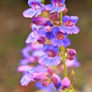 SBBG Wildflowers 2012, ©DeniseDewirePhotography