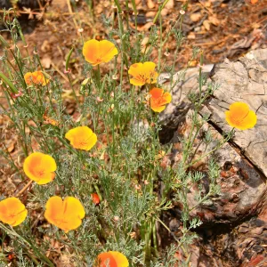 SBBG Wildflowers 2012, ©DeniseDewirePhotography