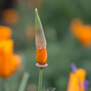 SBBG wildflowers 2012, Â©Denise Dewire (California Poppy)