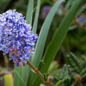 SBBG wildflowers 2012, Â©Denise Dewire (California Lilac)