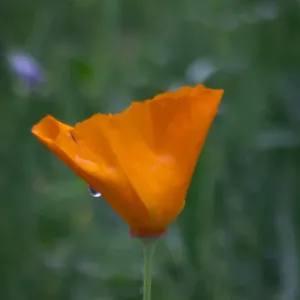 SBBG wildflowers 2012, Â©Denise Dewire