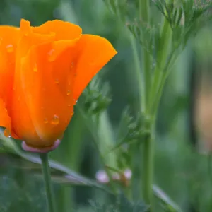 SBBG wildflowers 2012, Â©Denise Dewire