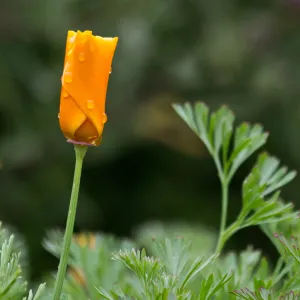 SBBG wildflowers 2012, Â©Denise Dewire