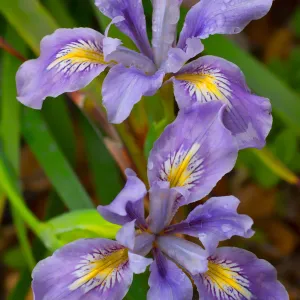 SBBG wildflowers 2012, Â©Denise Dewire
