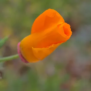 SBBG wildflowers 2012, Â©Denise Dewire