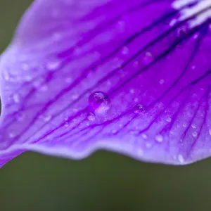 SBBG Wildflowers, Â©DeniseDewirePhotography